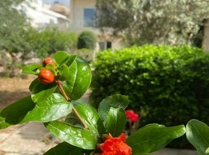 Maltese Garden *